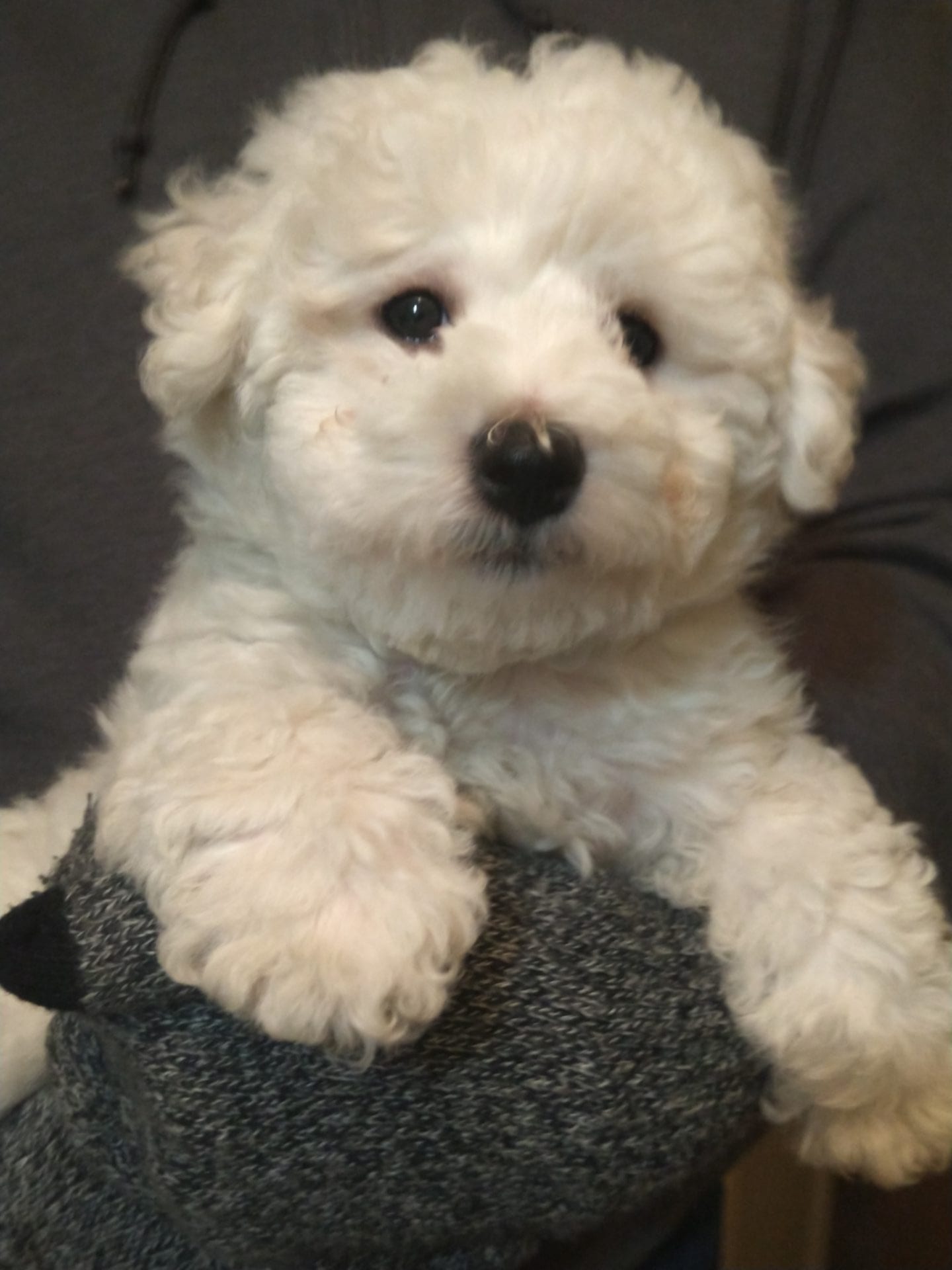 bichon bliss furry friends farm kennel