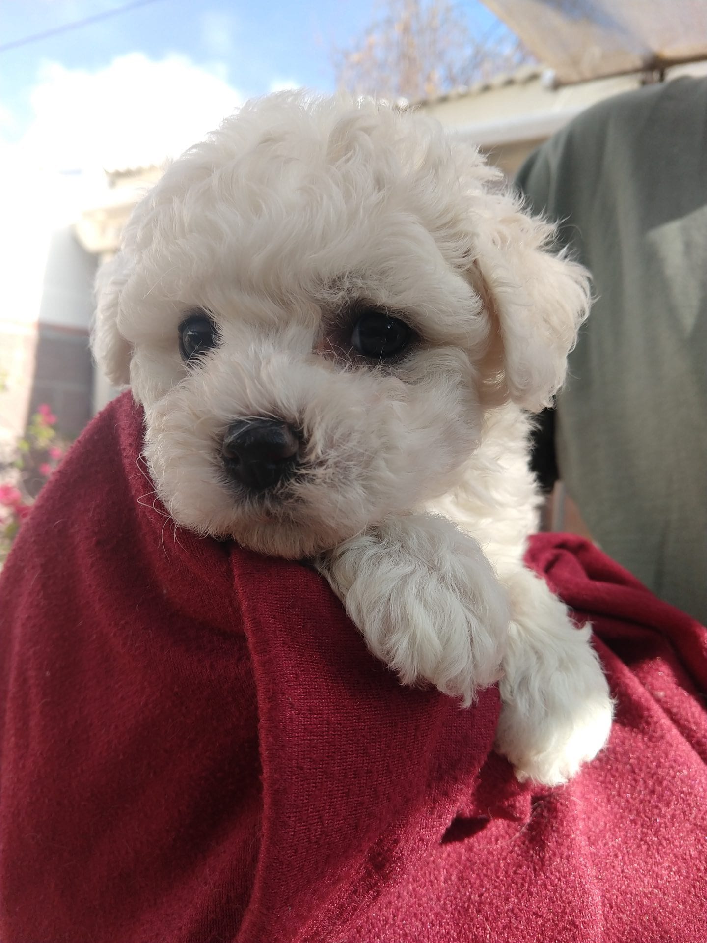 bichon bliss furry friends farm kennel