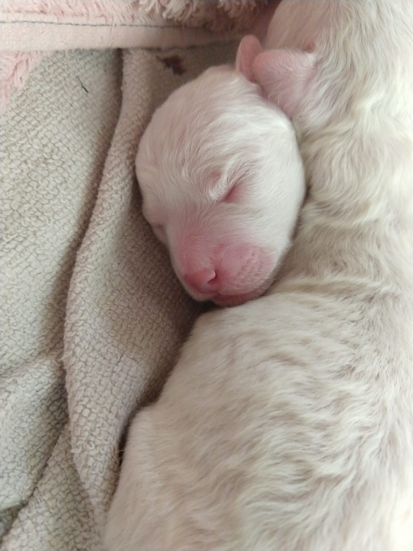 bichon bliss furry friends farm kennel