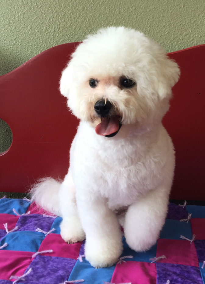 bichon bliss furry friends farm kennel