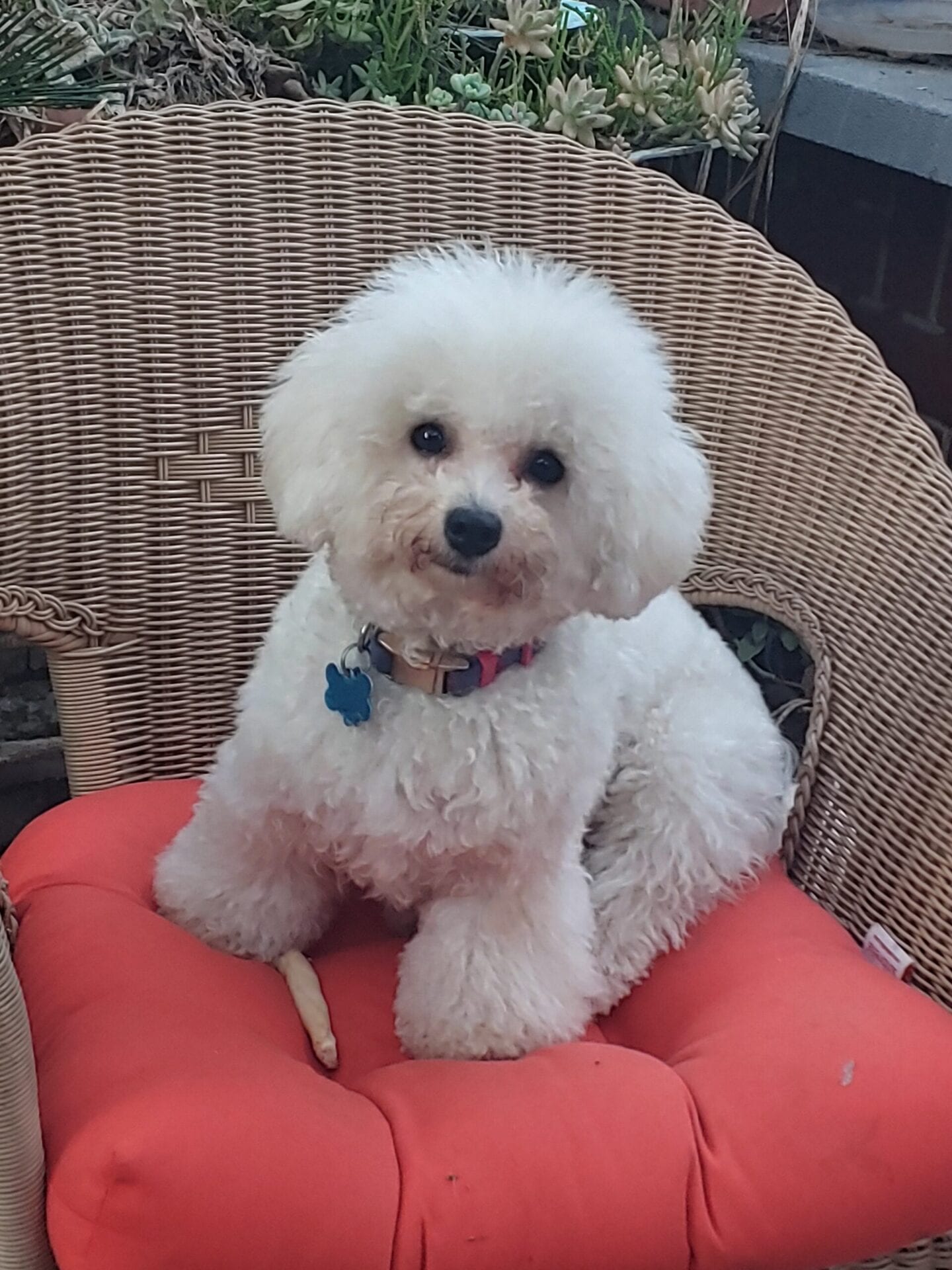 Chloe in the Patio